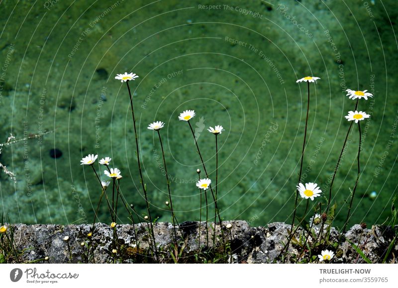 Some bright daisies flowers keep distance from each other on a grey, ancient stone wall covered with moss in front of a pool with blue-green shimmering water