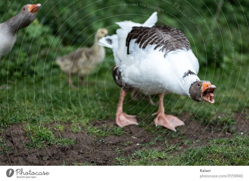 A goose defends its chick or goose and hisses at the attacker Goose Animal Farm Beak Keeping of animals White wild animals green Wild Indigenous Nature Poultry