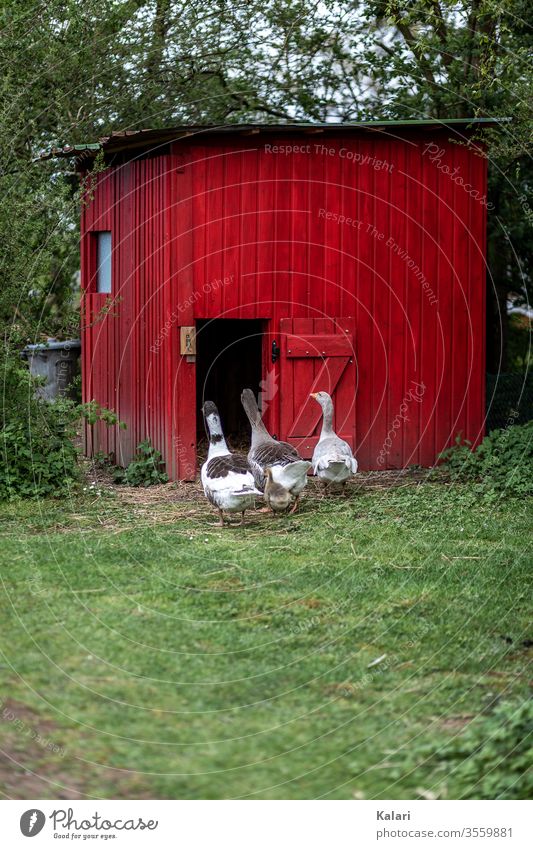 Free range geese go to their stable in red on a meadow Free-range rearing goose house Goose Keeping of animals Gosling Farm Beak Flock Chick Red White green