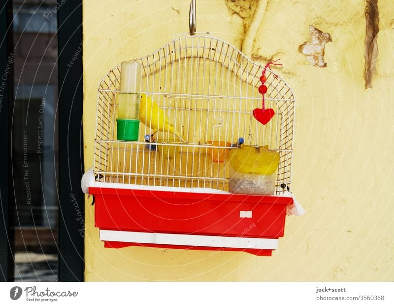 gilded cage Canary bird Yellow Pet Animal portrait Cage Bird's cage Caged bird Food bowl Captured Suspended Bowl Wall (building) drinking trough Price tag