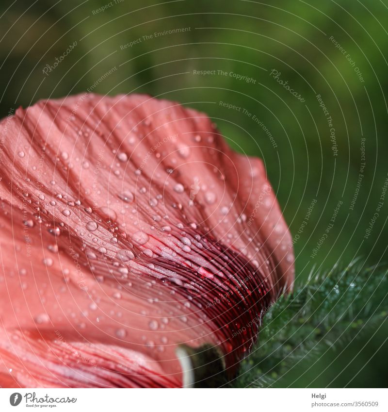 Detail of a pink poppy flower with raindrops on the petal Poppy Poppy blossom Blossom leave Rear view Drop Wet Close-up Macro (Extreme close-up) Plant Nature