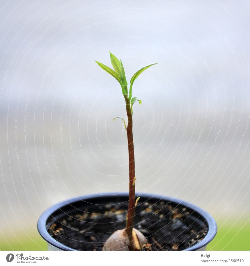 young avocado plant grows in a flower pot from a seed Avocado Avocado plant Plant Avocado Seed Core cultivation Plant propagation Stalk flaked Flowerpot