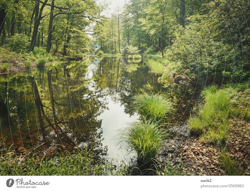 forest lake Park Forest Kromlau County Görlitz Eastern Germany Lower Silesia Saxony Exterior shot Colour photo Deserted Landscape huts bushes grasses Reflection