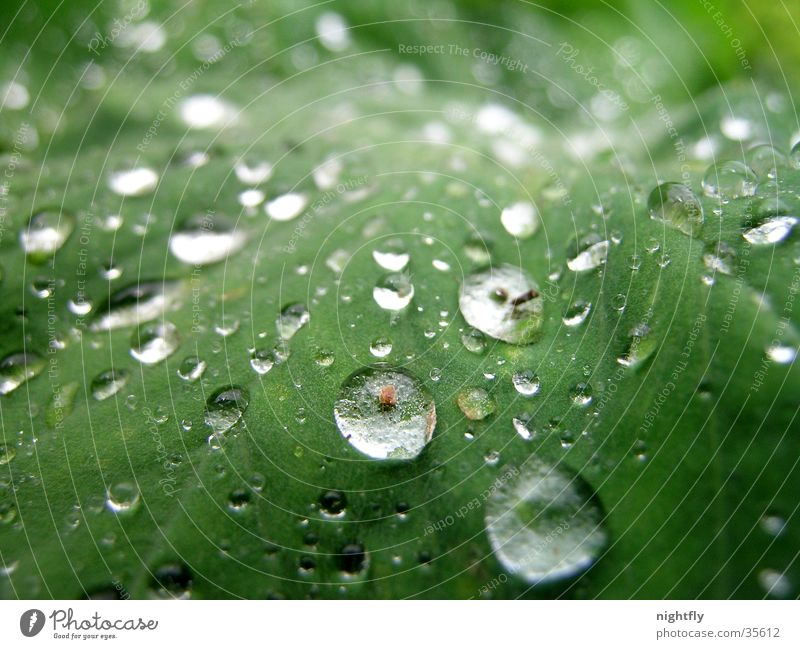 raindrop Colour photo Close-up Macro (Extreme close-up) Nature Plant Water Drops of water Leaf Fluid Fresh Wet Natural Green Pure Growth Rain Hydrophobic Damp