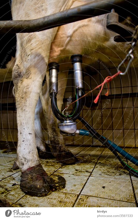 Milking cow at a milking installation in a milking parlour Udder Milking system milking parlor Agriculture milk production chill Dairy cow Milk production