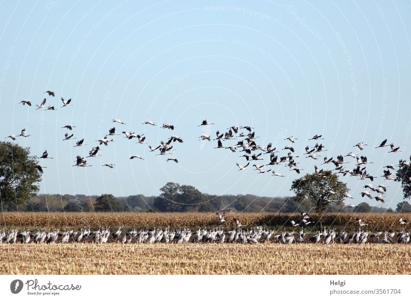 a lot of cranes are standing on a harvested maize field and many are flying in the air Crane birds Migratory bird bird migration Autumn Foraging Field