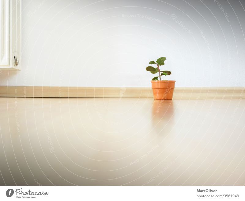 Minimalism apartment - Only a small plant in the apartment Minimalistic minimalism small compound Plant empty apartment Thrifty Frugality unobsessed Consumption