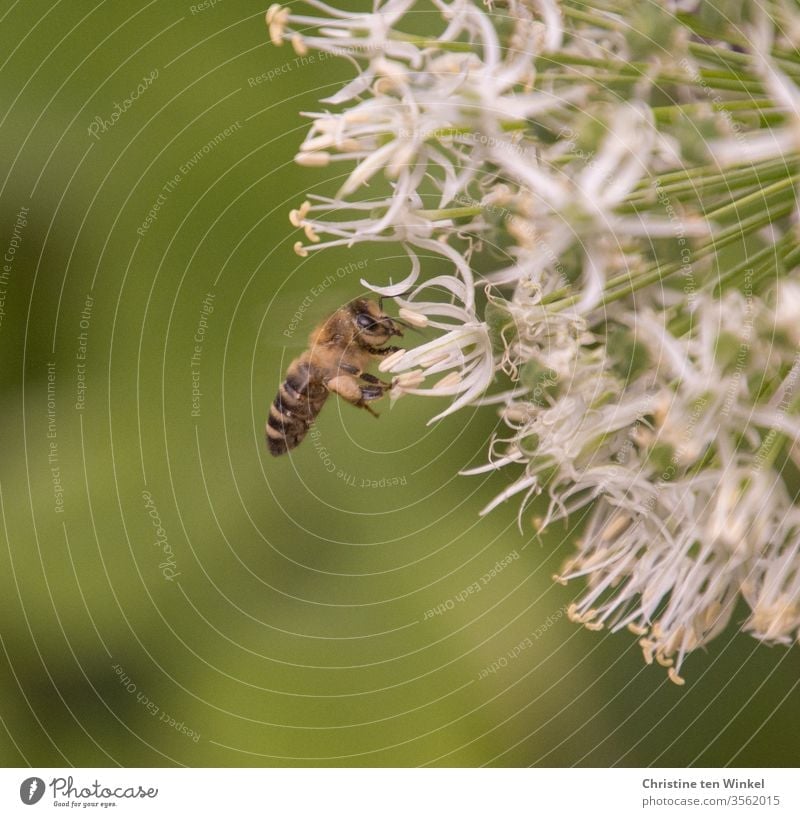 Small busy bee on white ornamental garlic / allium Bee Insect Nature Close-up Animal Pollen flowers bleed Plant Garden insects Insect repellent Farm animal