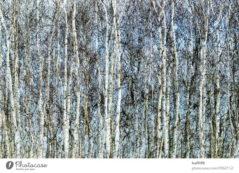 the rustling of the birches Birch wood Birch leaves Birch tree Nature Plant Forest Abstract spring Landscape Environment green Summer