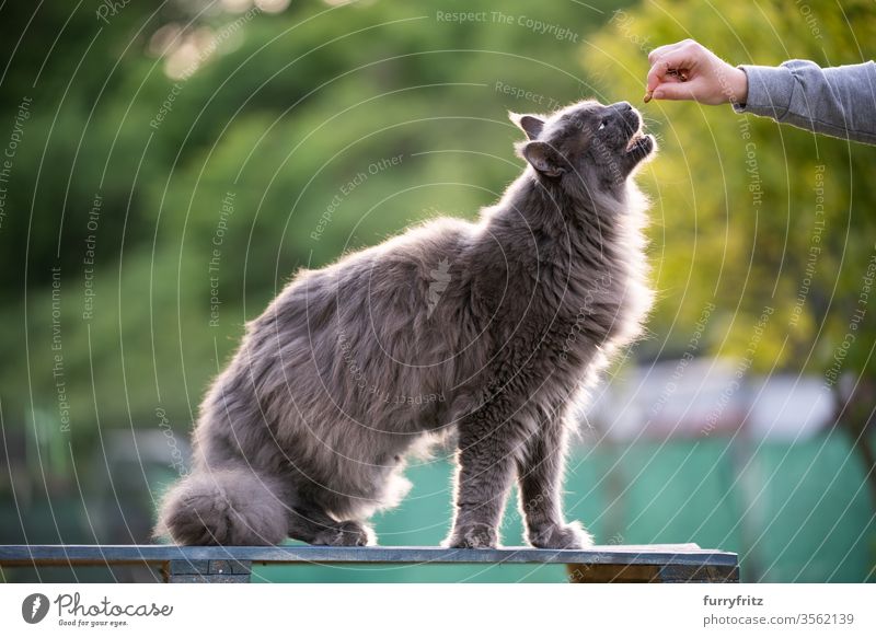 Maine Coon cat is fed with treats in the garden Cat maine coon cat Longhaired cat purebred cat pets Pelt Fluffy feline already Blue Gray One animal Outdoors