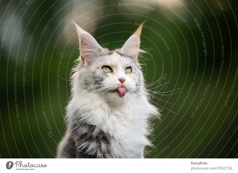 funny portrait of a white Maine Coon cat sticking out its tongue Cat maine coon cat Longhaired cat purebred cat pets Cute Enchanting Pelt Fluffy feline already