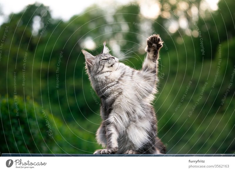Maine Coon cat outside in the garden playing Cat maine coon cat Longhaired cat purebred cat pets Pelt Fluffy feline already silver tabby Copy Space One animal