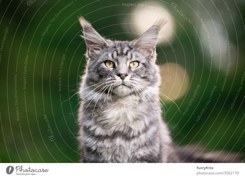 silver tabby Maine Coon cat outdoors in nature looking into the camera Cat maine coon cat Longhaired cat purebred cat pets Pelt Fluffy feline already Copy Space