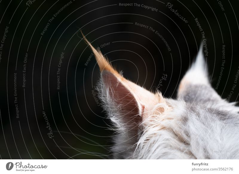 Close up of the ears of a Maine Coon cat with long hair Cat maine coon cat Longhaired cat purebred cat pets Pelt Fluffy feline already White Copy Space
