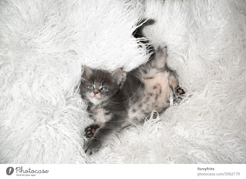 Cute Maine Coon kitten relaxing on white fur Cat maine coon cat Longhaired cat purebred cat pets Enchanting Diminutive Kitten 4 weeks old Pelt Fluffy feline