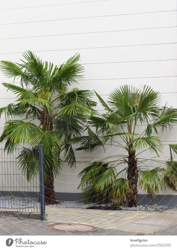 Two palm trees in front of a white house wall, surrounded by white pebbles and paved sidewalk, on the left side a metal fence palms Garden Nature