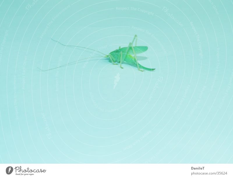 Where's the weed? Photographic technology Locust hopper grass Close-up process implementation