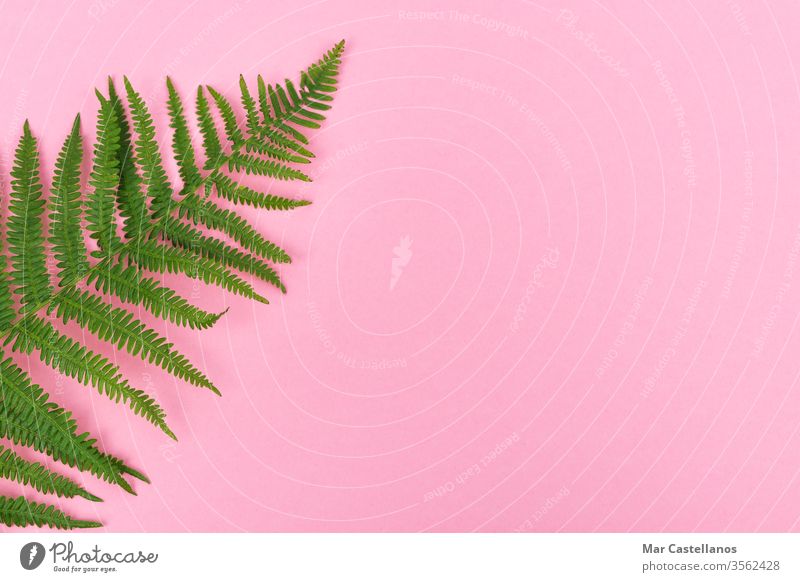 Fern leaf on pink background with space for copy on the right. Top view. Concept of graphic resources. fern leaves postcard flora top view copy space ad