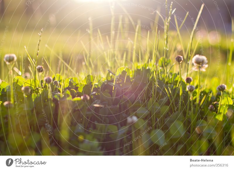 Morning Has Broken Summer Nature Landscape Sun Sunlight Beautiful weather Plant Grass Clover Meadow Discover To enjoy Glittering Natural Green Emotions