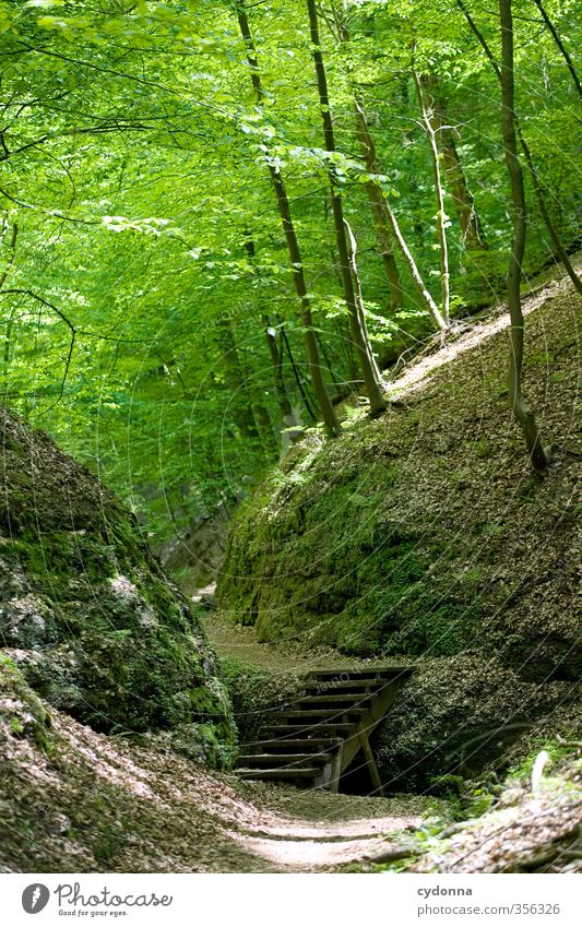 Stairs in the forest Healthy Life Harmonious Relaxation Calm Trip Adventure Hiking Environment Nature Landscape Spring Summer Forest Rock Uniqueness Discover