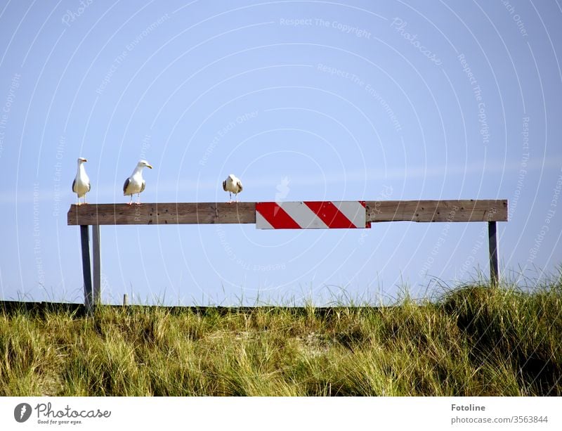 The three ladies from... ...or three seagulls sitting on a barricade... Sky Blue sky Summer Day Exterior shot Deserted Beautiful weather Copy Space top Nature