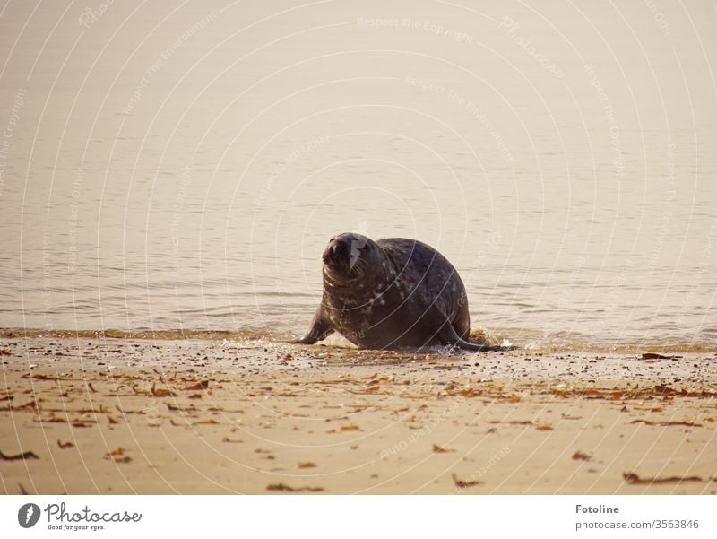 After an extensive bath, the grey seal comes ashore cobbled to doze and dry in the sun. Gray seal Mammal Wet Animal Nature Wild animal Exterior shot
