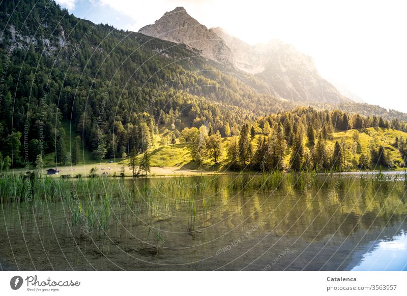 View from Ferchensee to the Wetterstein in the early morning mountains Mountain Alps Meadow Forest spruces firs Grass Mountain lake Lake Water Sky