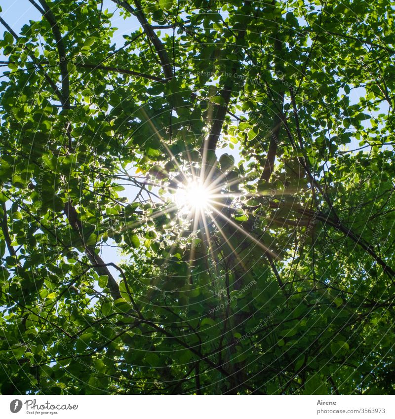 Sunbeams in the forest Sunlight Bright green rays Forest Stars huts Brilliant Illuminate Nature Moody Hope foliage Central stellar Tabloid Worm's-eye view