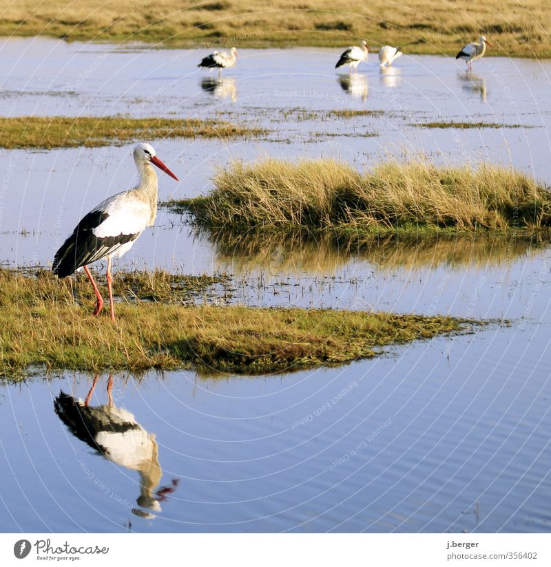 shrikes Animal Wild animal Bird Group of animals Flock Animal family Blue Green White stork Mud flats Wet meadow North Sea Coast Ocean Reflection