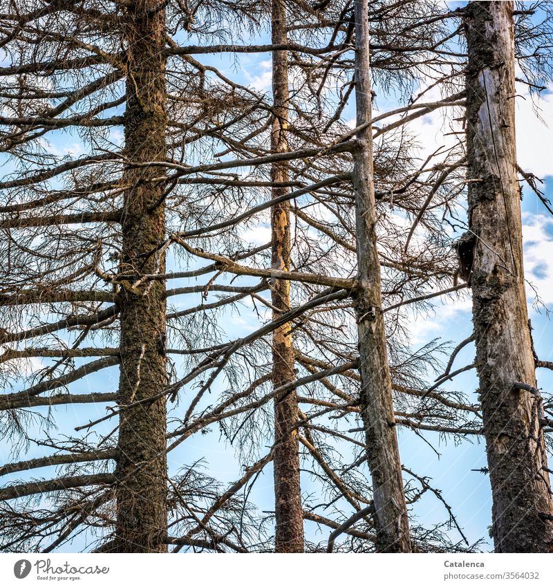 Dried coniferous trees Plant Tree conifers Fir tree Spruce Jawbone Shriveled dead Forest Nature Death Climate Change Change Environment bark Wood Branch Twig