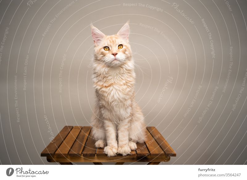 Maine Coon cat sitting on wooden table in front of beige background Cat pets purebred cat maine coon cat Ear tufts Long Tuft already Fluffy Pelt feline Table