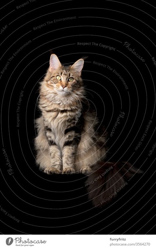Studio portrait of a beautiful Maine Coon cat with fluffy tail, isolated on black background Cat pets purebred cat maine coon cat Ear tufts Long Tuft already