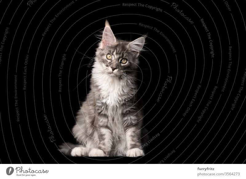 Studio portrait of a blue tabby Maine Coon cat, which looks into the camera and tilts its head Cat pets purebred cat maine coon cat Ear tufts Long Tuft already