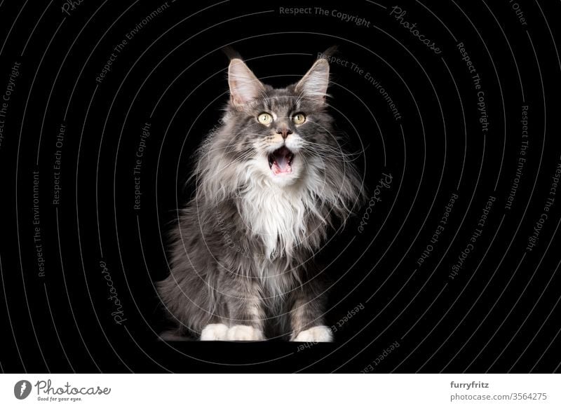 Studio portrait of a fluffy blue and white Maine Coon cat with open mouth on black background Cat pets purebred cat maine coon cat Ear tufts Long Tuft already