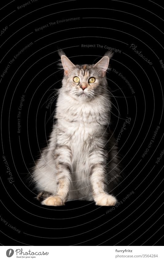 Studio portrait of a beautiful Maine Coon cat, sitting and looking into the camera, isolated on black background Cat pets purebred cat maine coon cat Ear tufts