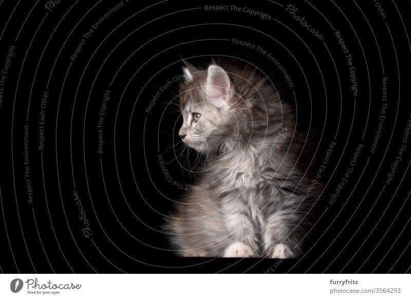 Studio portrait of an 8 weeks old Maine Coon kitten sitting and looking to the side Cat pets purebred cat maine coon cat Ear tufts Long Tuft already Enchanting