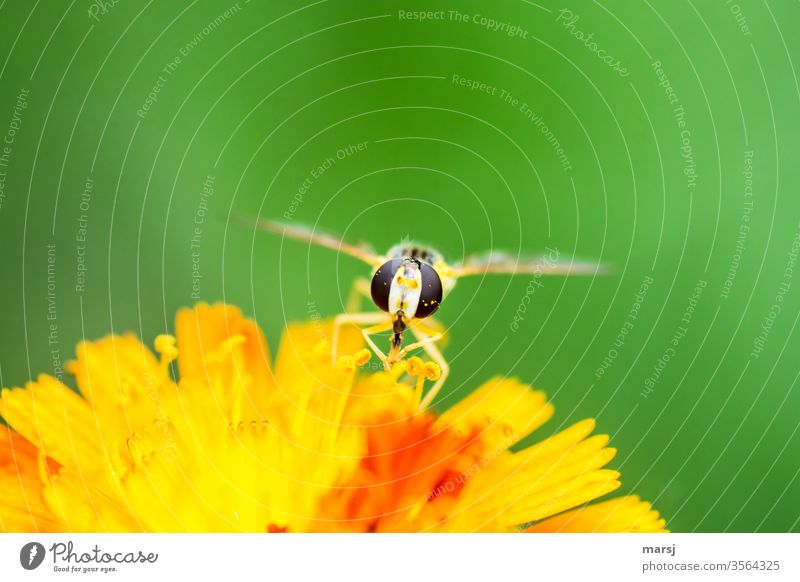 Hoverfly on yellow-orange blossom at dinner Hover fly Insect food source faceted eyes animal portrait 1 Neutral background green Orange shallow depth of field