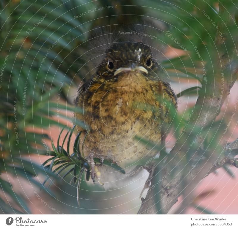 Young robin / Erithacus rubecula sitting in a yew tree and looking into the camera Robin redbreast Baby animal Looking into the camera Animal portrait Sit Cute