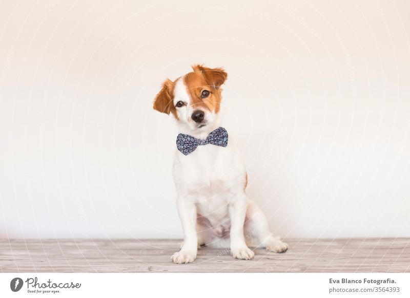 cute young small white dog wearing a modern bowtie. Sitting on the wood floor and looking at the camera.White background. Pets indoors handsome lovely tongue