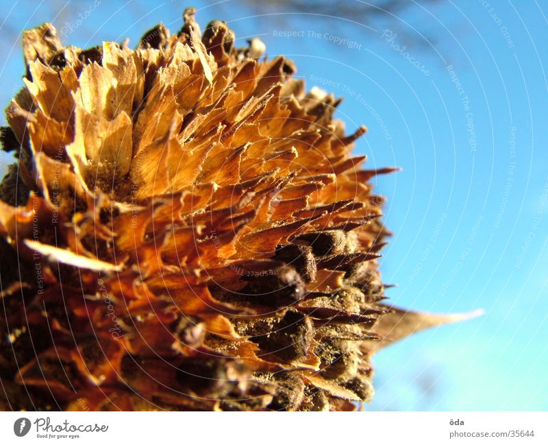 elapsed Sunflower Limp Flower Faded Thin