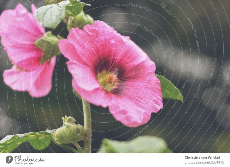 Pink flowers of a hollyhock / Alcea rosea against a dark background Hollyhock common hollyhock Cottage Peony Garden hollyhock Blossom Plant Mallow plants Nature