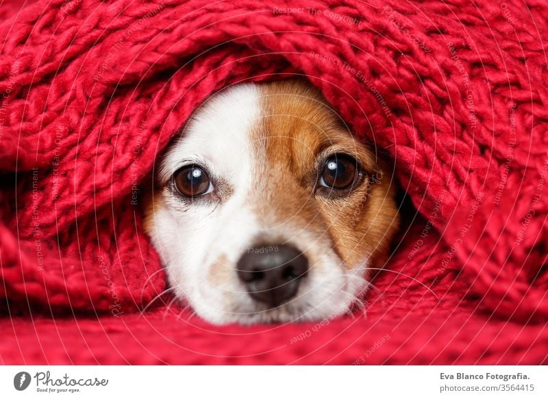 portrait of a cute young small dog looking at the camera with a red scarf covering him. White background puppy pet adorable sitting funny lifestyles white