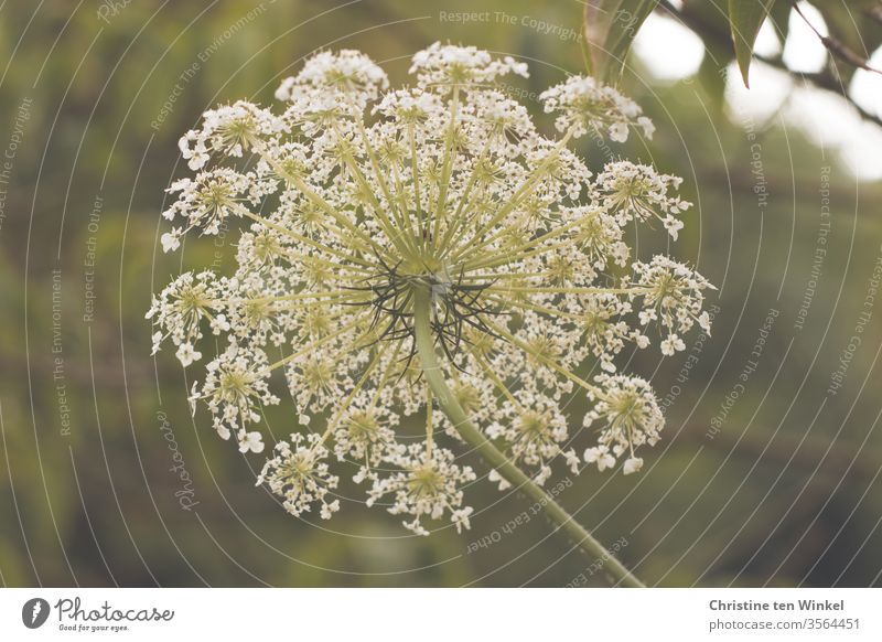 Flower umbel of a wild carrot from the perspective of the carrot Wild carrot Blossom Apiaceae Umbellifer Plant Wild plant Nature Environment Insect repellent