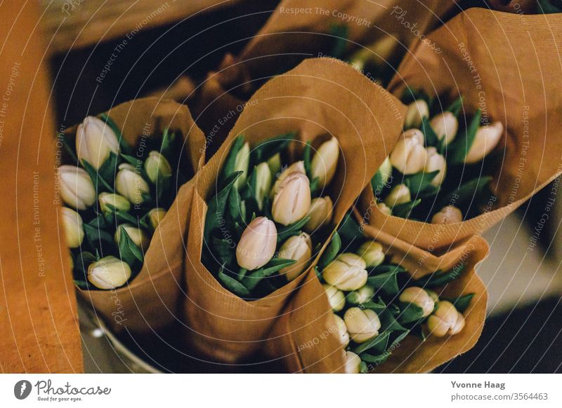 Bound tulips rolled in paper Bouquet flowers Tulip blossom spring bleed Plant Colour photo green Blossoming Interior shot hands Retentive stop flaked Shadow