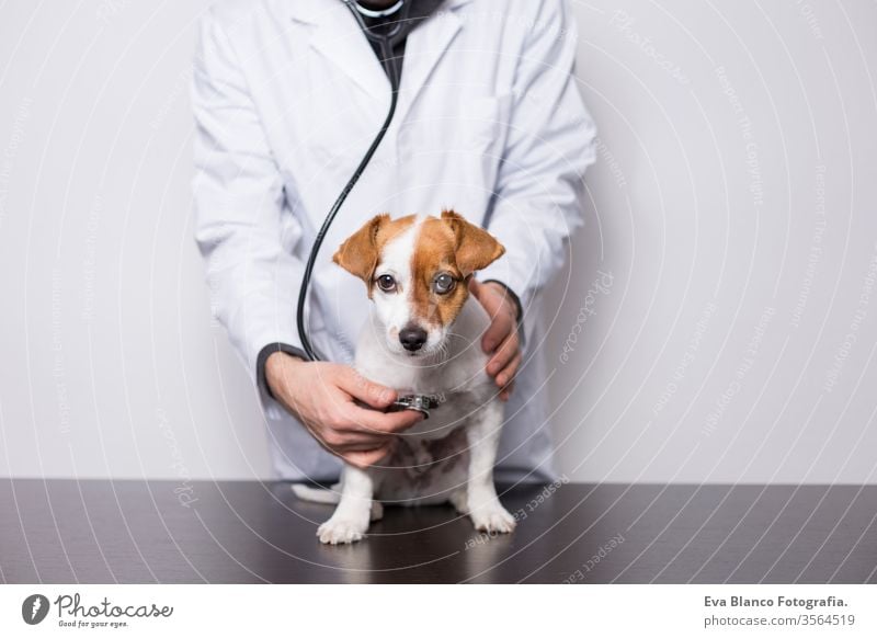 young veterinarian man examining a cute small dog by using stethoscope, isolated on white background. Indoors medicine owner male clinic happiness analysis