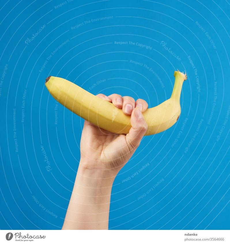 female hand holds a yellow ripe banana on a blue background woman body breakfast caucasian organic appetizing arm closeup color diet dieting eat exotic finger