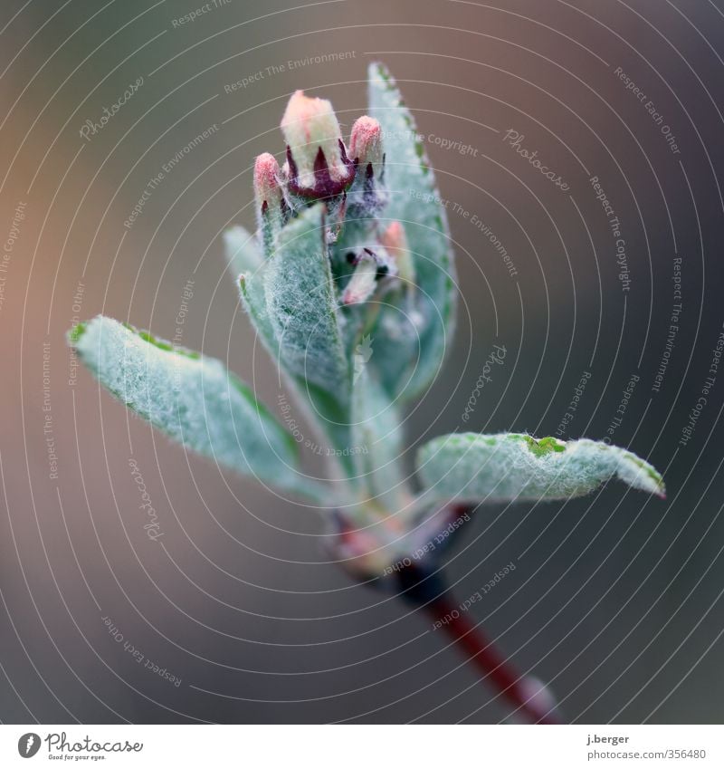 green stuff Environment Nature Plant Spring Leaf Blossom Foliage plant Wild plant Growth Multicoloured Green Pink Colour photo Subdued colour Exterior shot