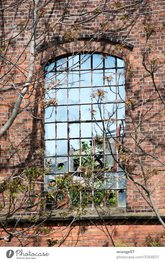 Industrial charm | windows with a view Industrial construction Industry Charm Window Old Broken Insight Vista Decline Vacancy Sky Skyward Branches and twigs