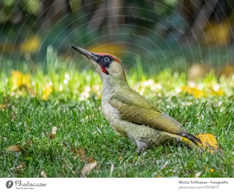 Green Woodpecker on the Meadow Green woodpecker picus viridis Animal face Eyes Beak Feather Grand piano birds Wild animal Observe Looking Illuminate Near Grass