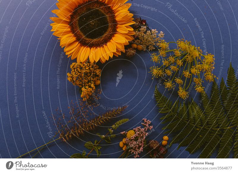 Flower arrangement with wild flowers on a blue background Bouquet Plant bleed spring flaked Blossoming Colour photo Interior shot mock up mockup mock-up